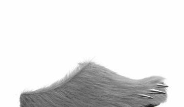 Bravest Studios Bear Claw Mule Grey